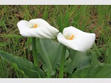 Calla Lilies