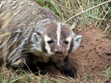 Don't Badger Me