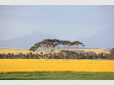 Gum in Canola