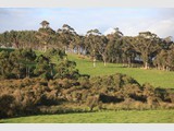 Gums on Green Hill