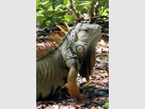 Iguana