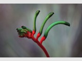 Kangaroo Paw