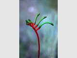 Kangaroo Paw Vertical