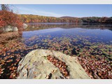 Leaves and Lily Pads