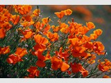 Poppies in Silhouette