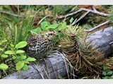 Ptarmigan Chick