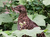 Ptarmigan Mom