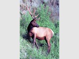 Stately Elk