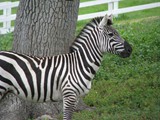 Stripes At Attention